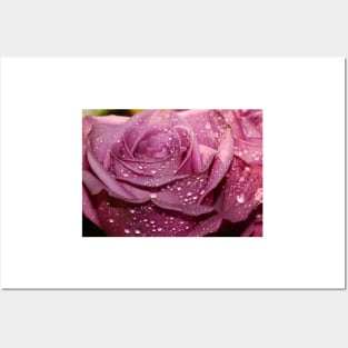 A pink Rose Posters and Art